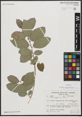 Foto von Salix aegyptiaca L.